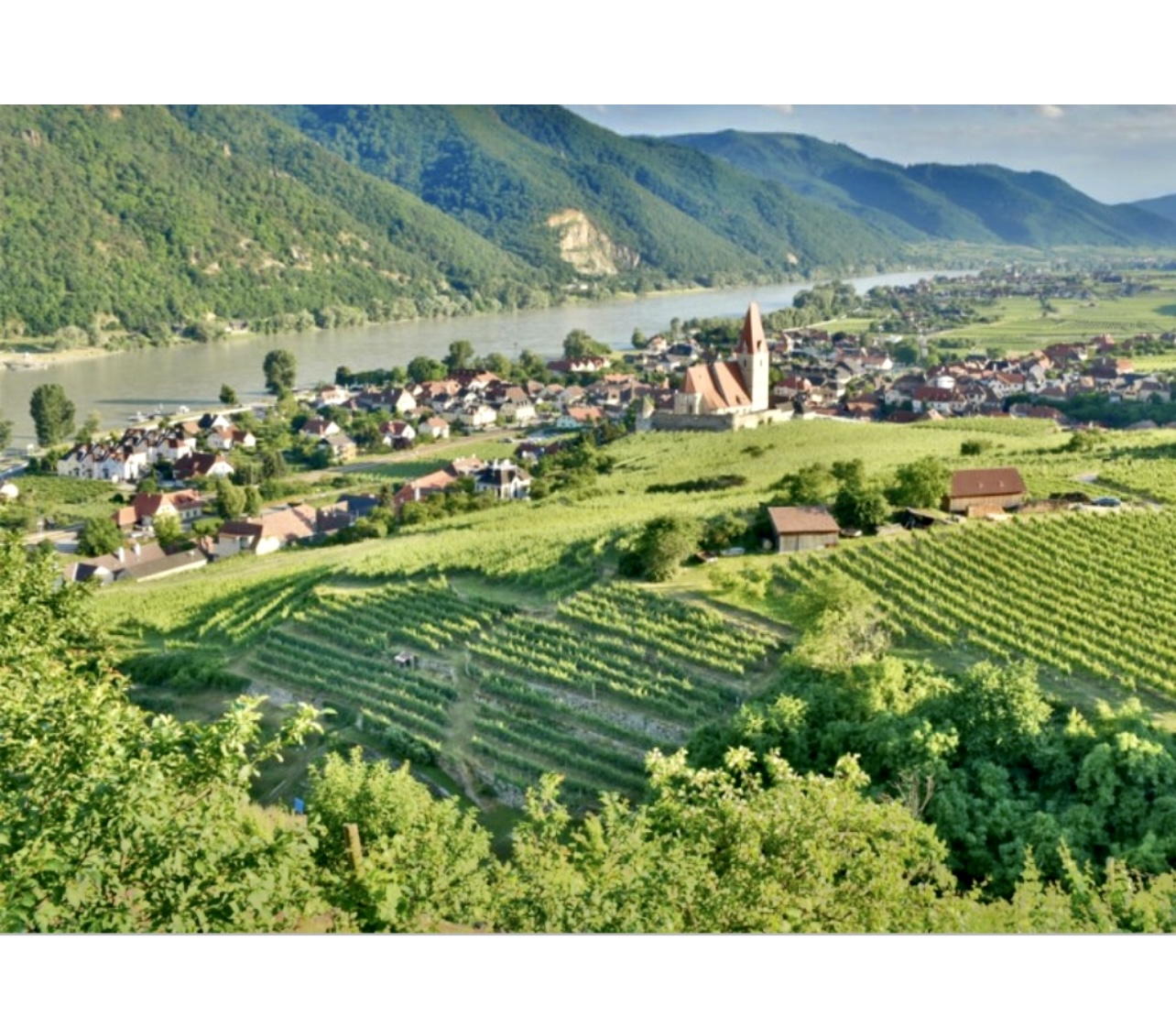 Une vue sur un village et des vignobles près du Rhin, célèbre pour ses Vins d’Autriche.