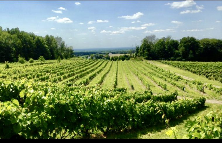 Un vignoble avec des rangées de vignes et des arbres en arrière-plan, offrant un cadre pittoresque pour des voyages dans le monde du vin.