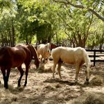 La Casa de Campo en République Dominicaine est un espace clôturé où paissent paisiblement un groupe de chevaux.