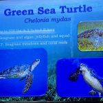 Une affiche mettant en valeur les tortues vertes, Les Keys en 5 jours jour 2