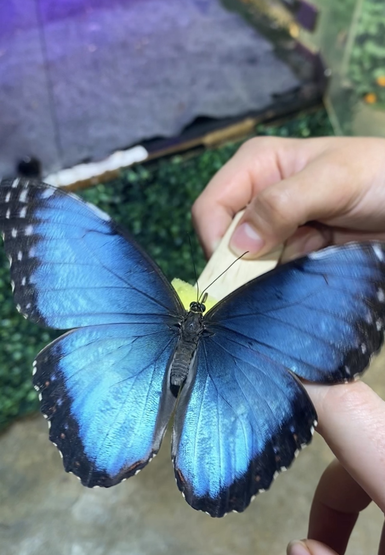 Une personne tient un papillon bleu et blanc, affichant un aspect de fascination culturelle.