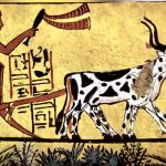 Egyptien. Une ancienne peinture égyptienne représentant un homme labourant un champ avec une vache. 3000 ans sur le Nil.