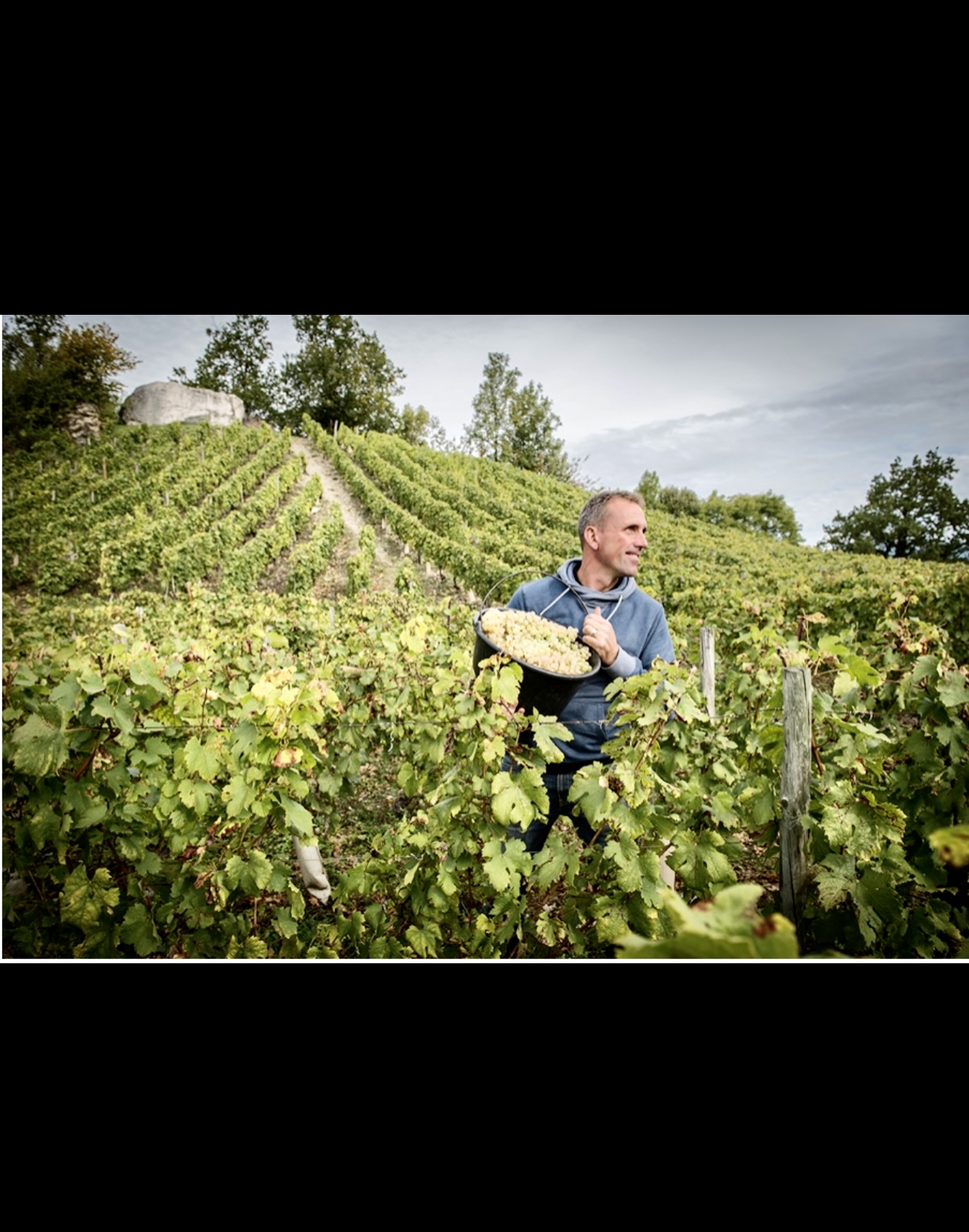Entre les vignes, un homme tient une corbeille de raisins dans un vignoble animé.