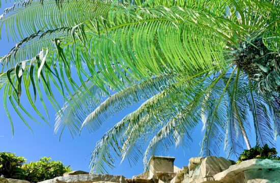 Un palmier perle cachée à Puerto Plata avec un ciel bleu derrière lui.