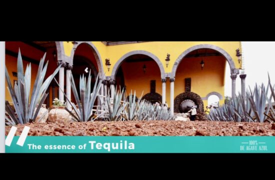 L'essence biologique de Tequila, Solento.