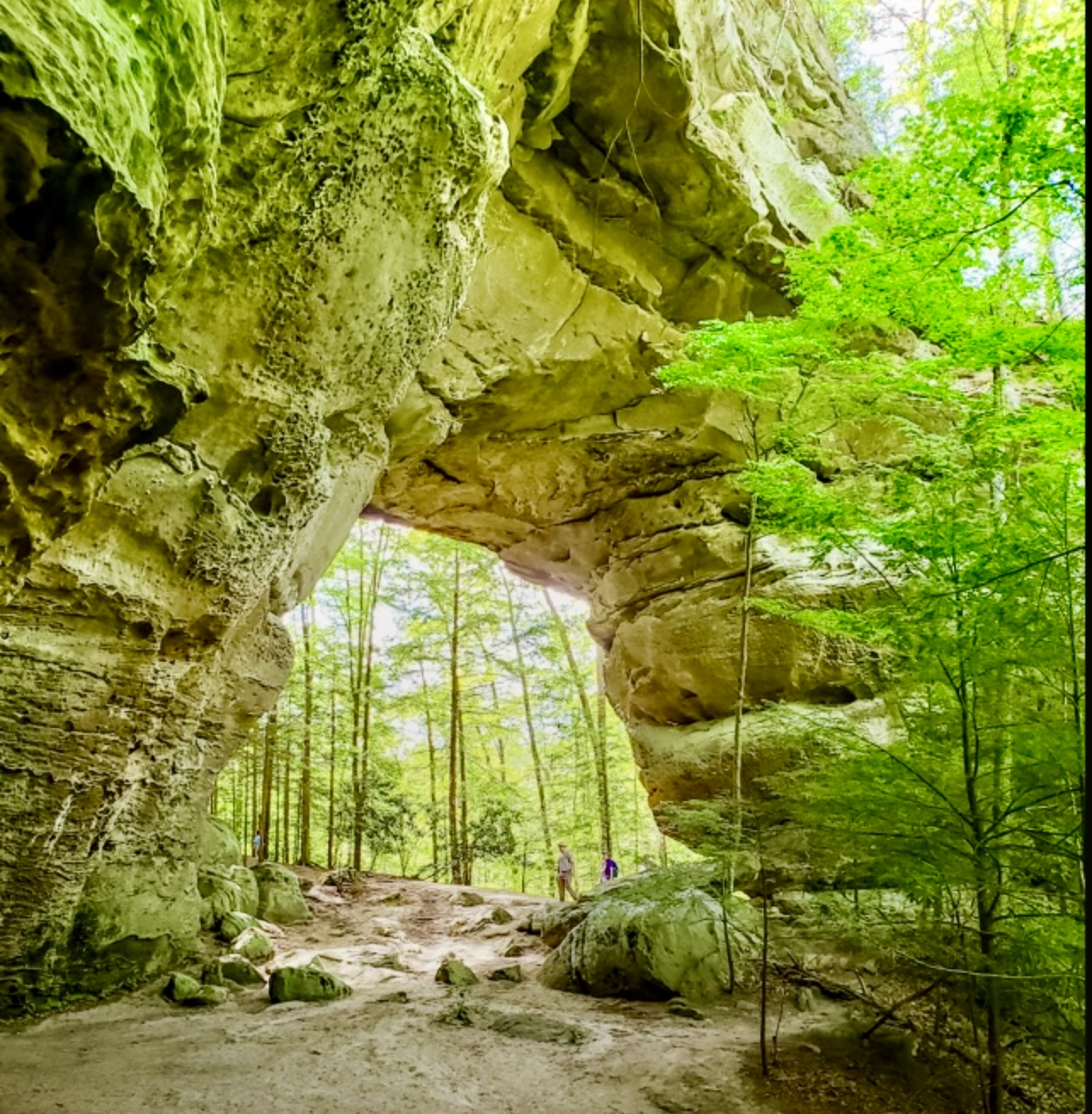 Les Étsts du Sud des É.U. offre une grande nature à découvrir. Une grande arche rocheuse dans les bois, parfaite pour une visite.