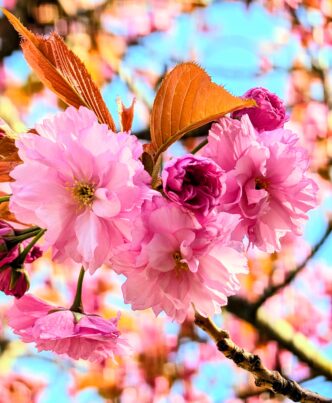 Quand Vancouver s’éveille en fleurs de cerisiers. Crédit photo @Éric Pelletier