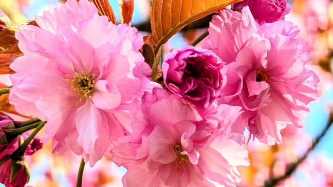 Quand Vancouver s’éveille en fleurs de cerisiers. Crédit photo @Éric Pelletier