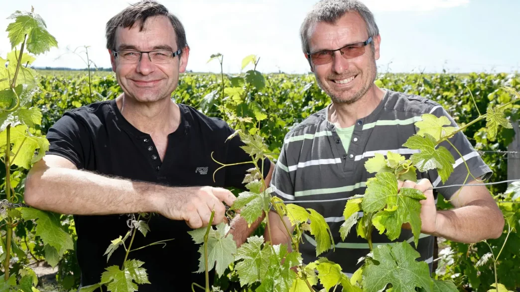 Pascal et Alain LORIEUX dans le vignoble.